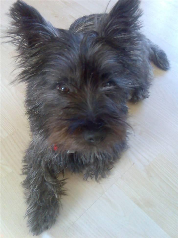 Cairn terrier bella - er ude på narrestreger... gggggggg billede 10