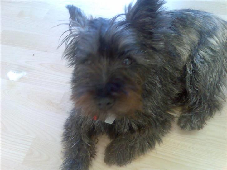Cairn terrier bella - lader som om jeg ikke hører efter...loool billede 11