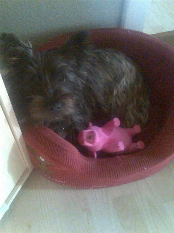 Cairn terrier bella - dette er mit univers... billede 12