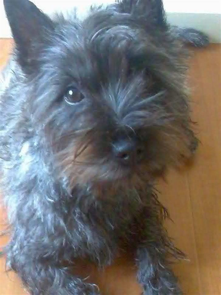 Cairn terrier bella - lækker er jeg ski... billede 13