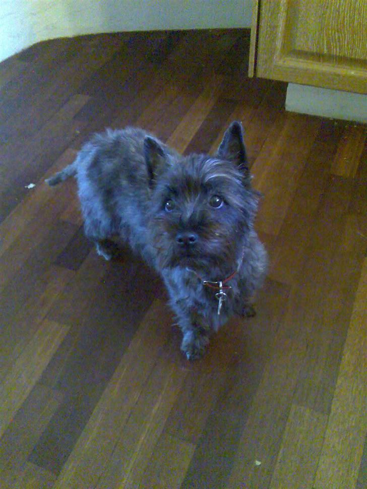 Cairn terrier bella - puha helt nyklippet... hva tænker min mor dog på... billede 14