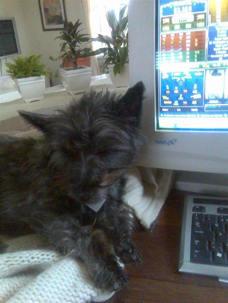 Cairn terrier bella - hygge time ammen med mor... mums det er dejligt billede 15