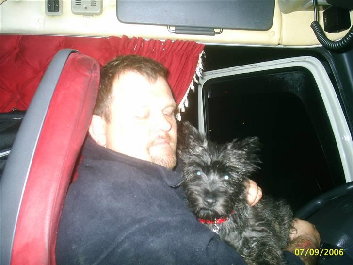 Cairn terrier bella - min far og jeg på hyggetur...  billede 16