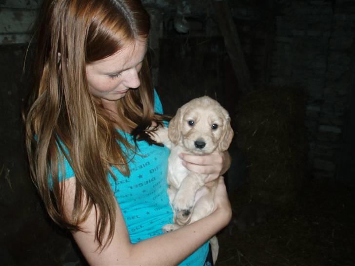 Blanding af racer Mercedes billede 1