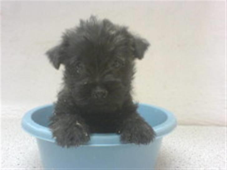 Cairn terrier bella - jeg er baby her 8 uger og rejseklar hjem til mor og far... billede 17