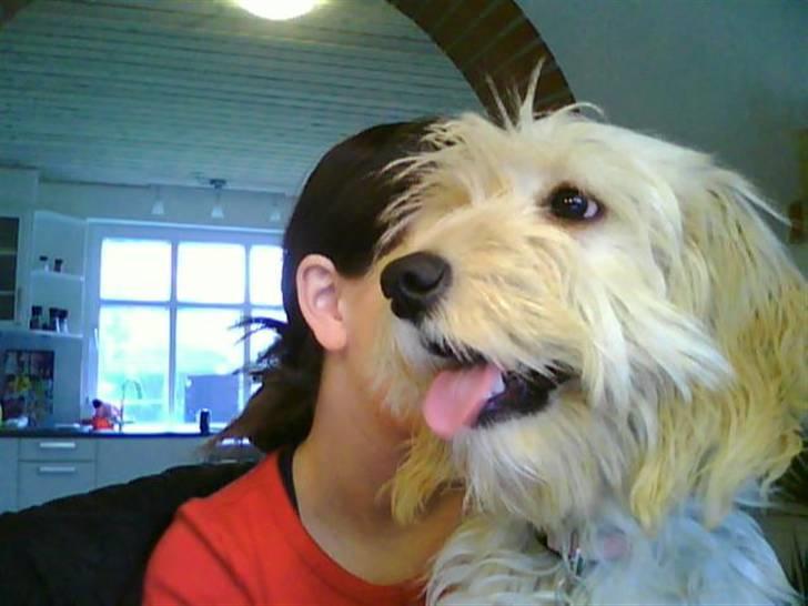 Blanding af racer Mercedes billede 2