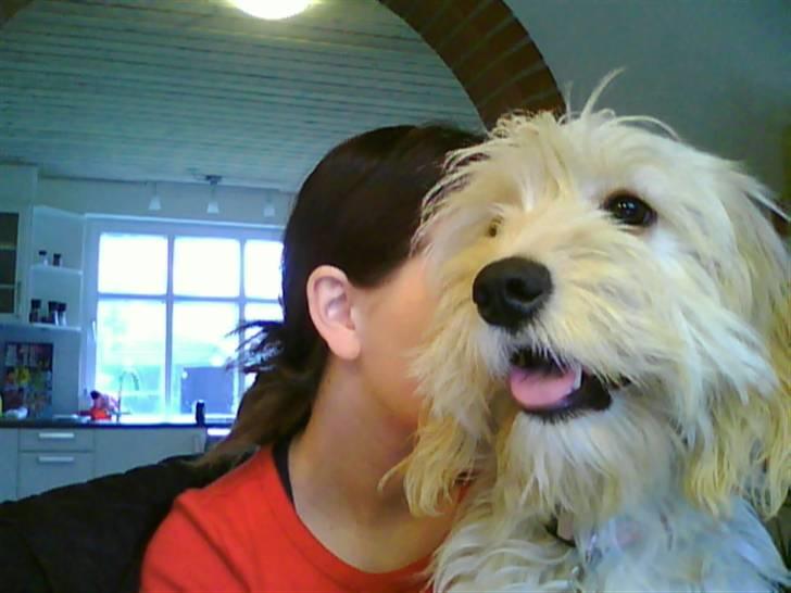 Blanding af racer Mercedes billede 3