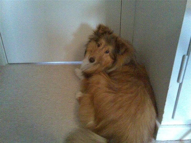 Shetland sheepdog Amigo billede 8