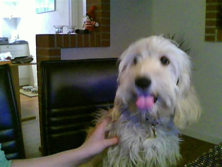 Blanding af racer Mercedes billede 5