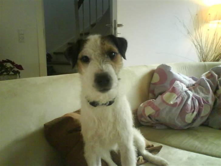 Parson russell terrier Almighty billede 6