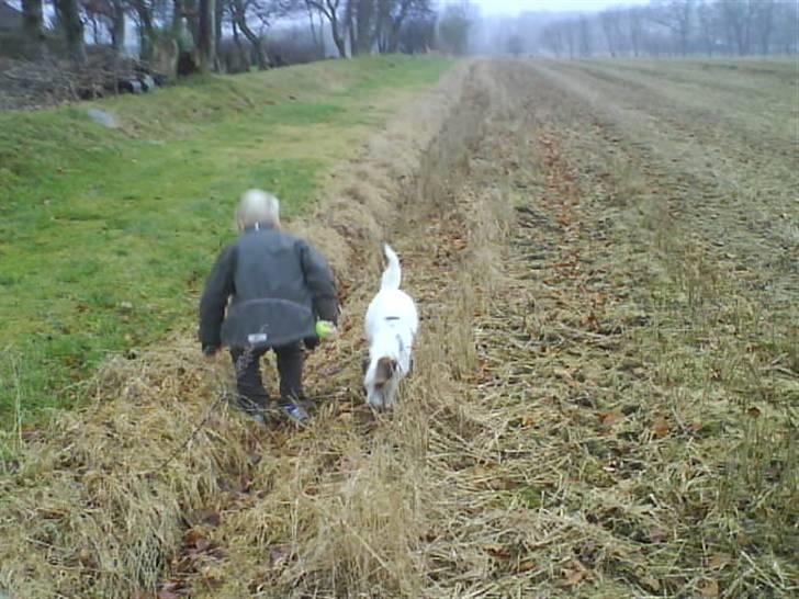 Parson russell terrier Almighty billede 7