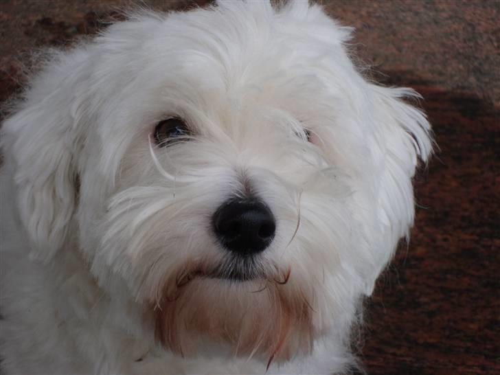 Coton de tulear Spooky (Falkon's Cosmo) - Velkommen til Spooky´s profil :) billede 1