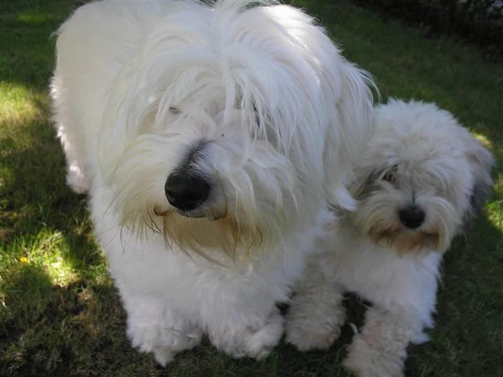 Coton de tulear Spooky (Falkon's Cosmo) - Jeg stjæler lige billedet!! billede 2