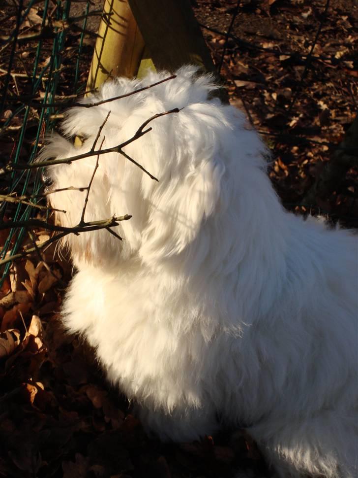 Coton de tulear Spooky (Falkon's Cosmo) - Spooky sidder og nyder den dejlige efterårs solxD  billede 3