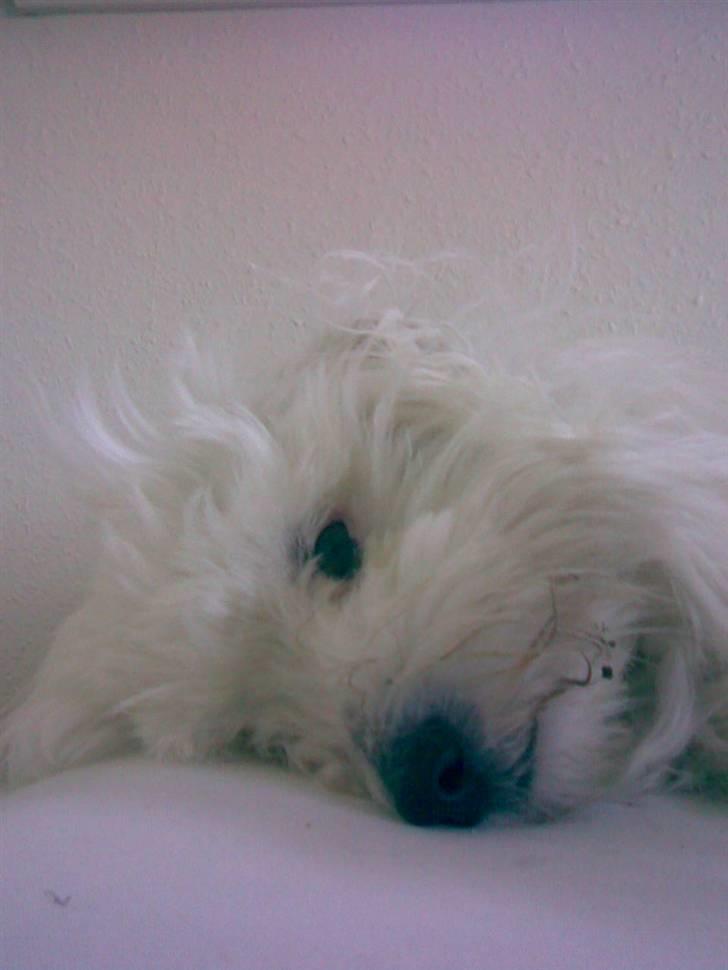 Coton de tulear Spooky (Falkon's Cosmo) - aarh :D det er dejlig´t i sengen  billede 4