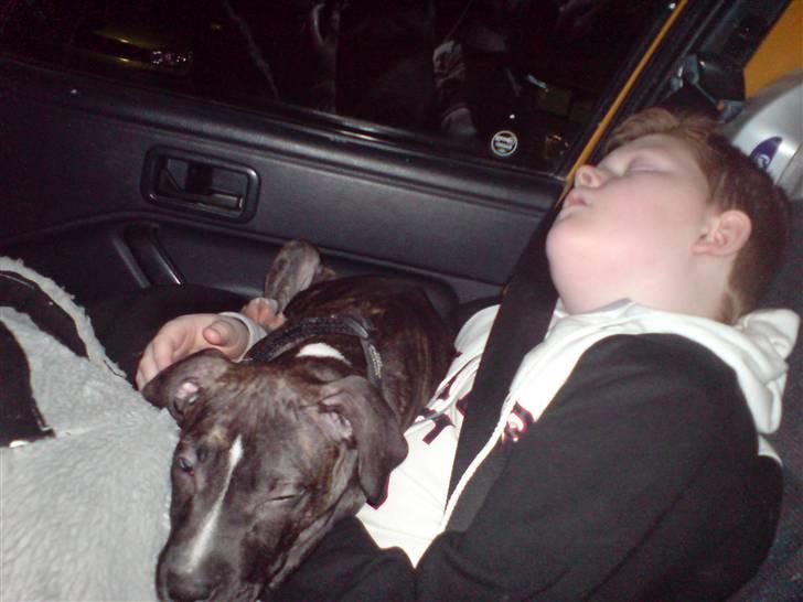 Amerikansk staffordshire terrier Loco - det er hårdt at køre bil for både mig og onkel ZzZz.. billede 13