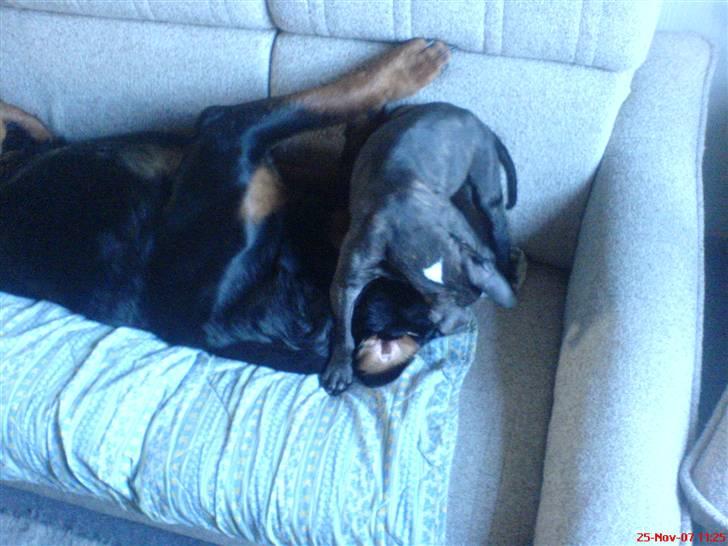 Amerikansk staffordshire terrier Loco - Min bedste lege buddy:-) billede 15