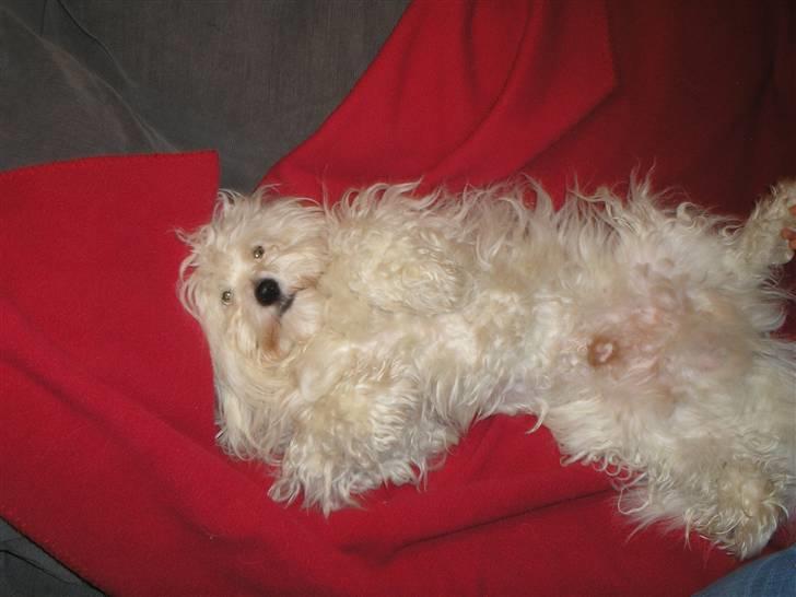 Coton de tulear Spooky (Falkon's Cosmo) - Vi tager lige en slapper xD billede 5