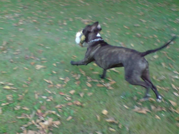 Amerikansk staffordshire terrier Loco - Ha Ha far. du får den ikke!! billede 16
