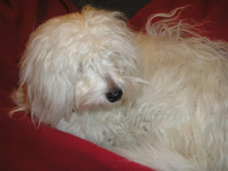 Coton de tulear Spooky (Falkon's Cosmo) billede 6