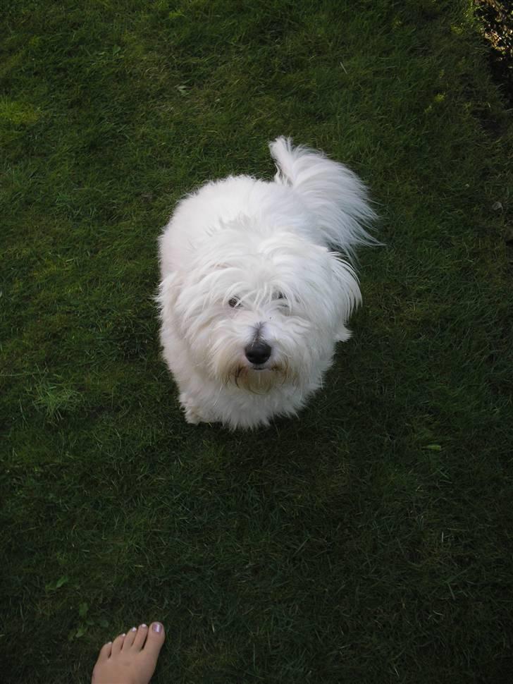 Coton de tulear Spooky (Falkon's Cosmo) - du er godt nok højt oppe! billede 7