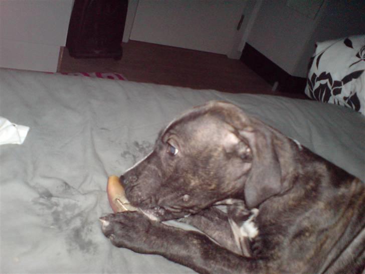 Amerikansk staffordshire terrier Loco - tyggeben i sengen er FORBUDT!! he he billede 17