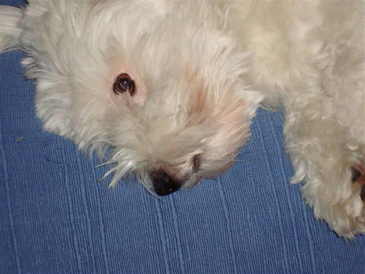 Coton de tulear Spooky (Falkon's Cosmo) - JEG HYGGER .. billede 8