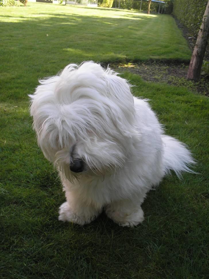 Coton de tulear Spooky (Falkon's Cosmo) billede 9