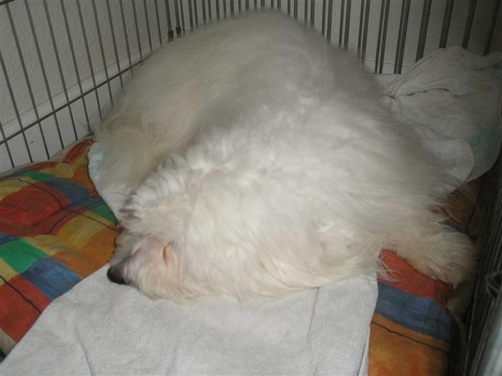 Coton de tulear Spooky (Falkon's Cosmo) - neej hvor er jeg dog træt .. gaab xD billede 10