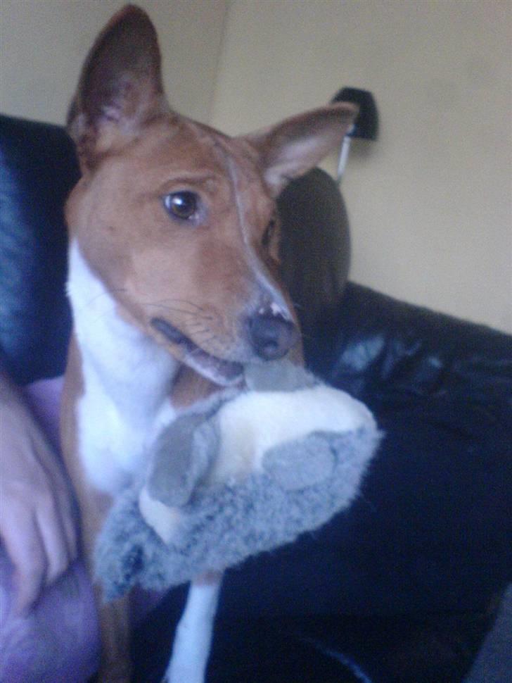 Basenji Mowgli (kallenavn: Riki) billede 3