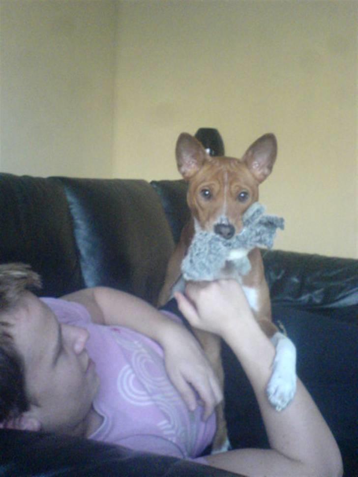 Basenji Mowgli (kallenavn: Riki) billede 4