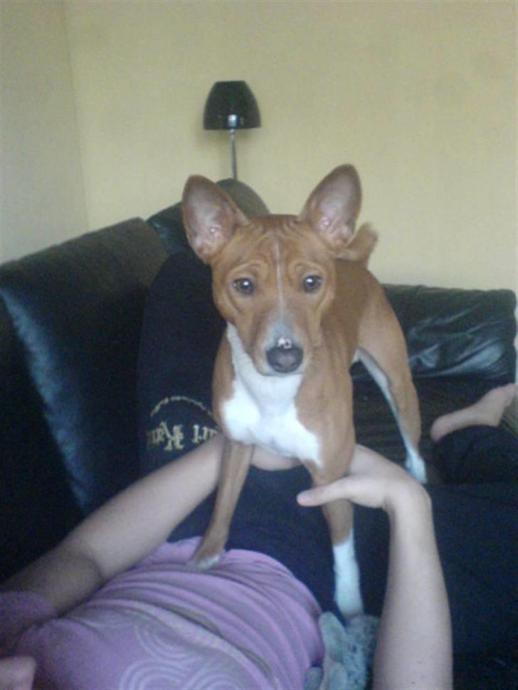 Basenji Mowgli (kallenavn: Riki) billede 5