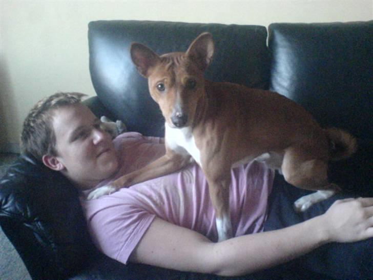 Basenji Mowgli (kallenavn: Riki) billede 6