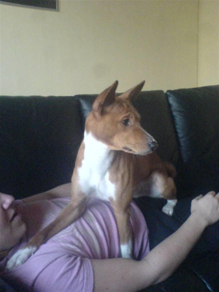Basenji Mowgli (kallenavn: Riki) billede 7
