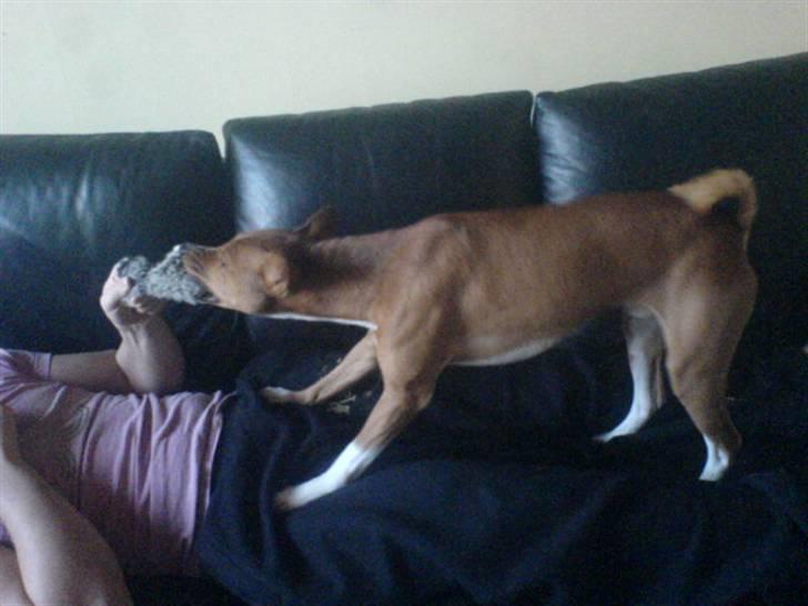 Basenji Mowgli (kallenavn: Riki) billede 8