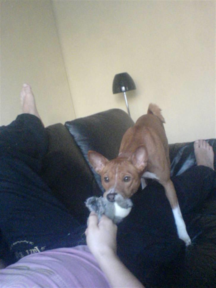 Basenji Mowgli (kallenavn: Riki) billede 9