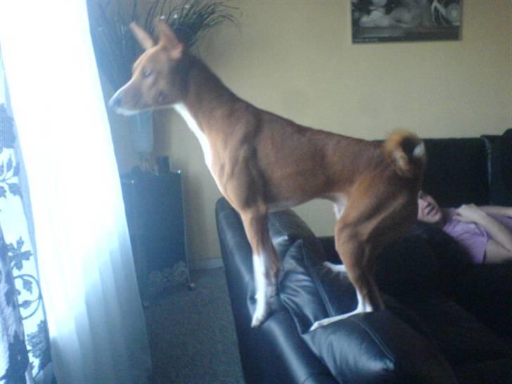 Basenji Mowgli (kallenavn: Riki) billede 10