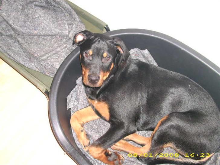 Rottweiler charlie billede 1