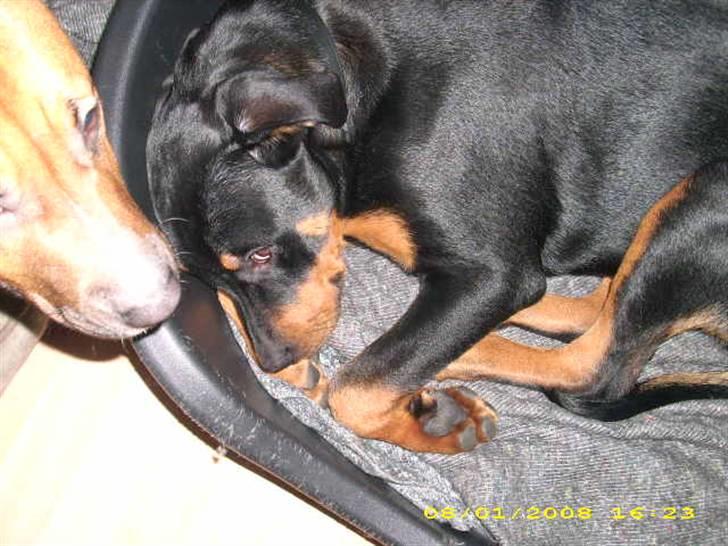 Rottweiler charlie billede 2