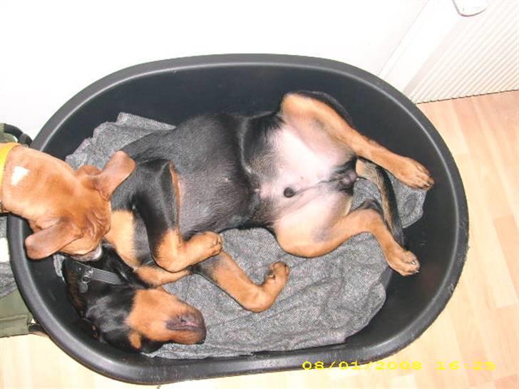 Rottweiler charlie billede 3