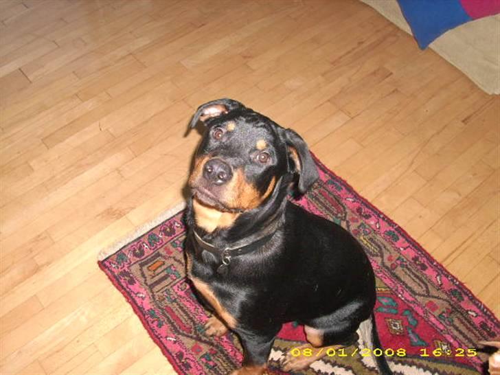 Rottweiler charlie billede 4
