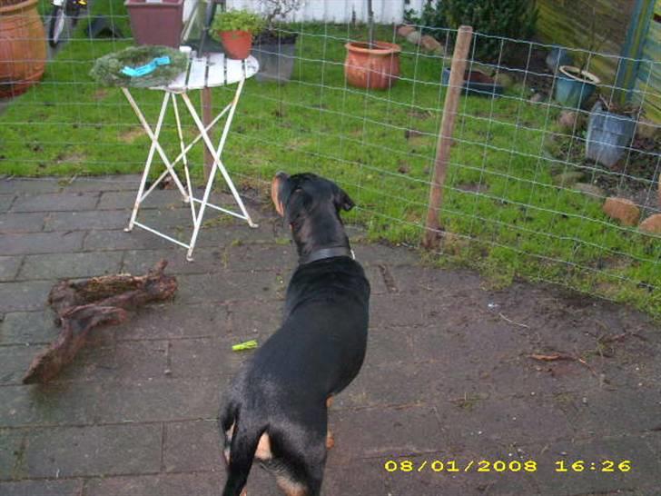 Rottweiler charlie billede 5