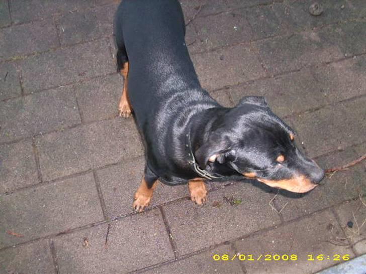 Rottweiler charlie billede 6