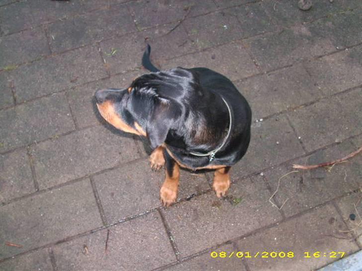 Rottweiler charlie billede 7