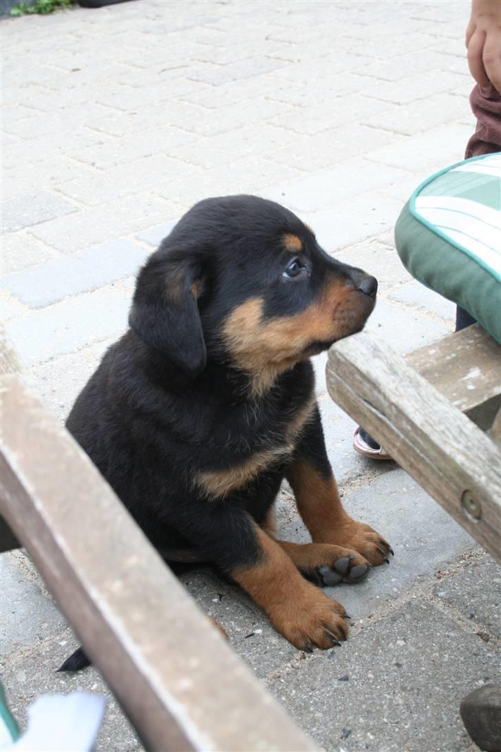 Rottweiler charlie billede 8