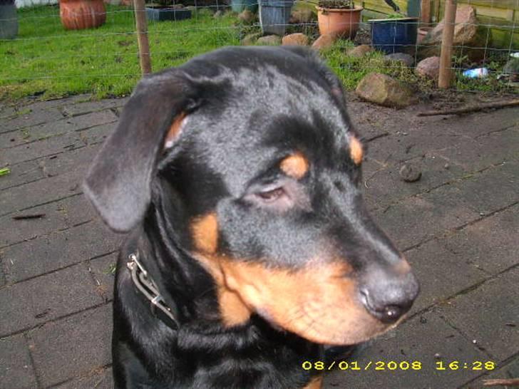 Rottweiler charlie billede 9