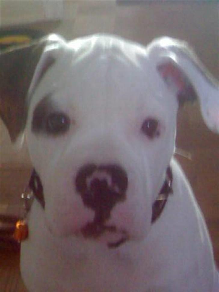 Amerikansk bulldog Topp Magic Manse R.I.P  - See Miig........ billede 1