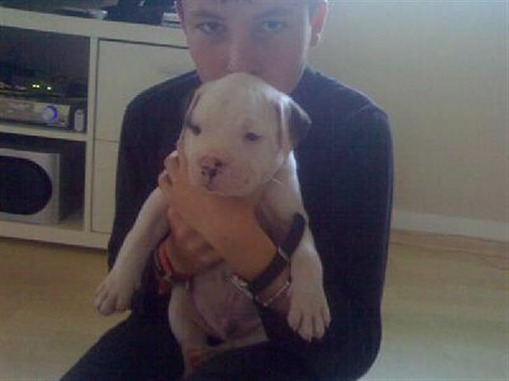 Amerikansk bulldog Topp Magic Manse R.I.P  - Dette billede blev taget første gang, jeg så min nye mor og hendes lillebror! billede 2