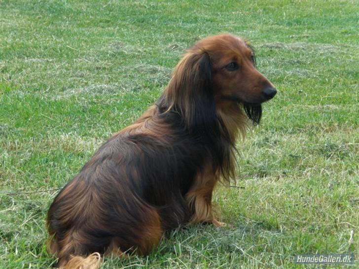 Dværggravhund Oskar billede 13