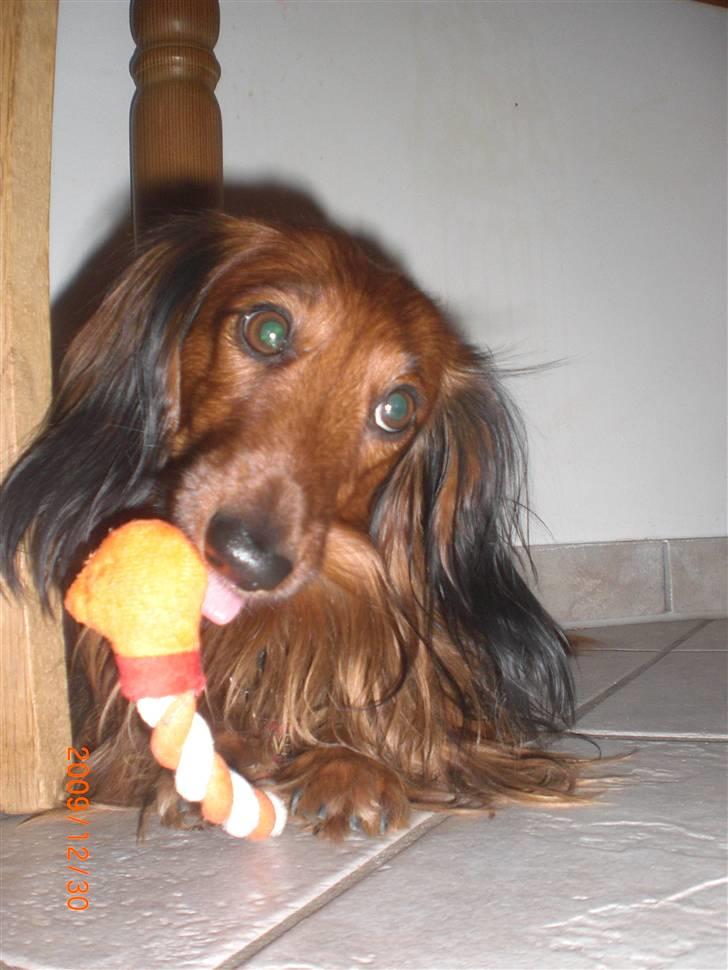 Dværggravhund Oskar billede 14